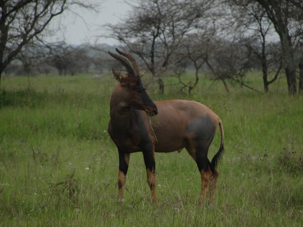 Serengeti Plains