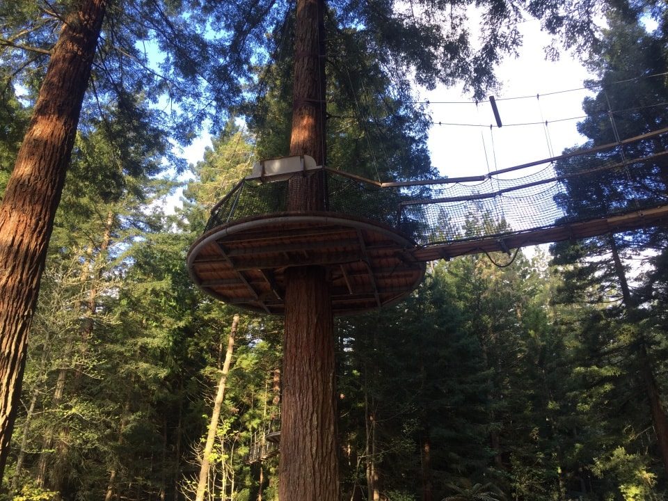Rotorua redwood forest tree top walk night lights trubridge lights