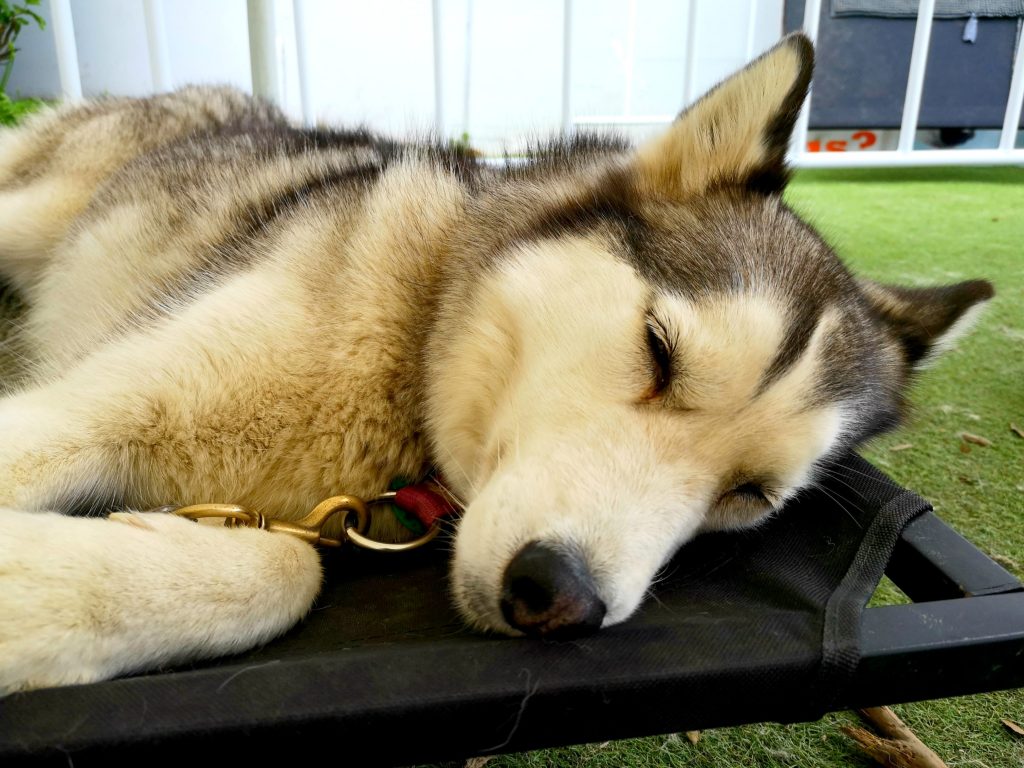Husky Cuddles Husky Rescue NZ international antarctic centre Christchurch New Zealand