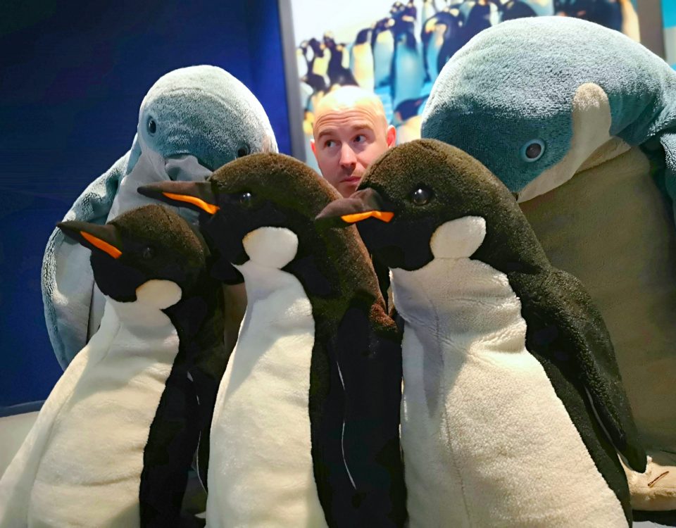 stuffed penguin teddy bears international antarctic centre