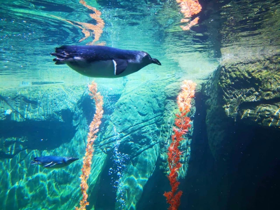 international Antarctic centre little blue penguins pohatu